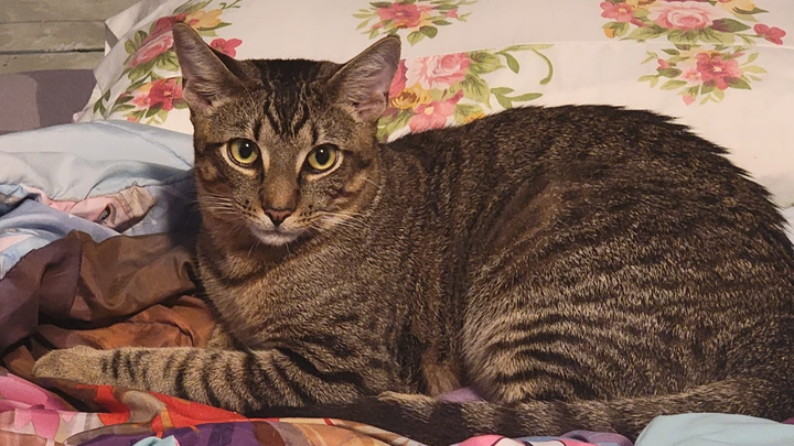 Help Beembo Get Life-Saving Surgery campaign photo, 1 of 6