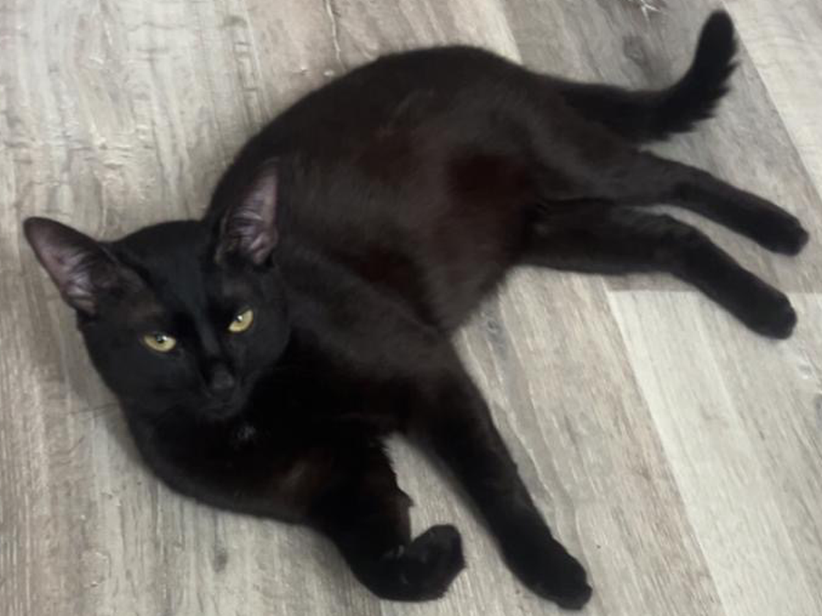 Hilfe für Kater Earl – ein letzter Liebesdienst campaign photo, 1 of 5