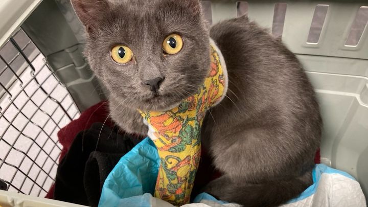 Een hart voor katten red ons kleintje campaign photo, 1 of 7