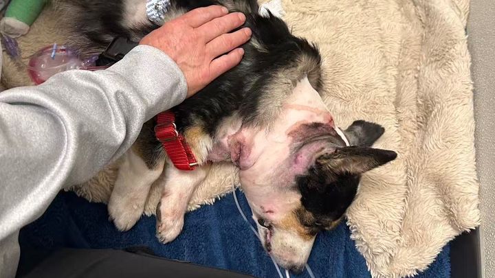Help my Corgi girls Charlee and Piper Heal campaign photo, 1 of 11