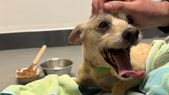 Dihno's medical emegency and vet bills campaign photo, 1 of 6