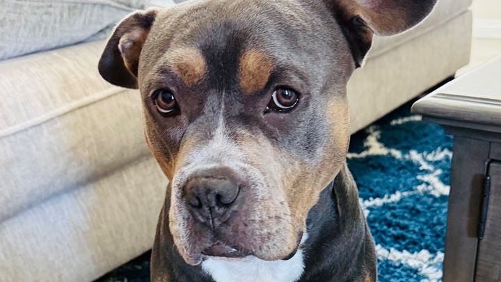Help Bruce Get the Training He Needs for a Forever Home campaign photo, 1 of 5