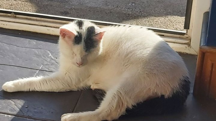 A Permanent Catio for Special Needs cats: campaign photo, 1 of 3