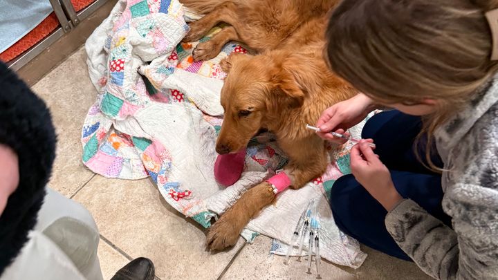Help save Zoe the golden retriever that was hit by a train. campaign photo, 1 of 5
