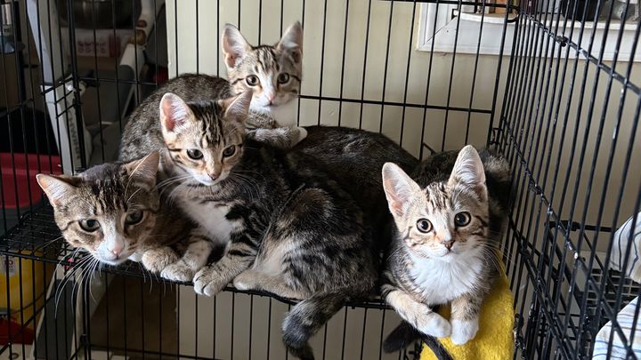 Help My 4 Rescue Cats Thrive campaign photo, 1 of 7