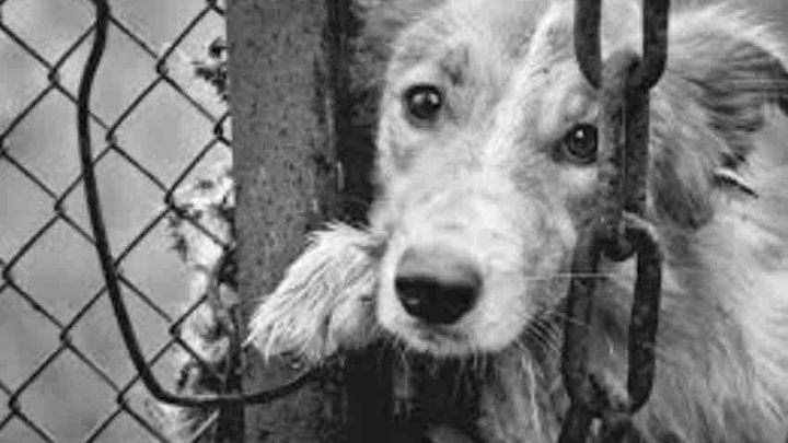 CARCERE PER CHI MALTRATTA ANIMALI - SPESE EVENTO campaign photo, 1 of 3