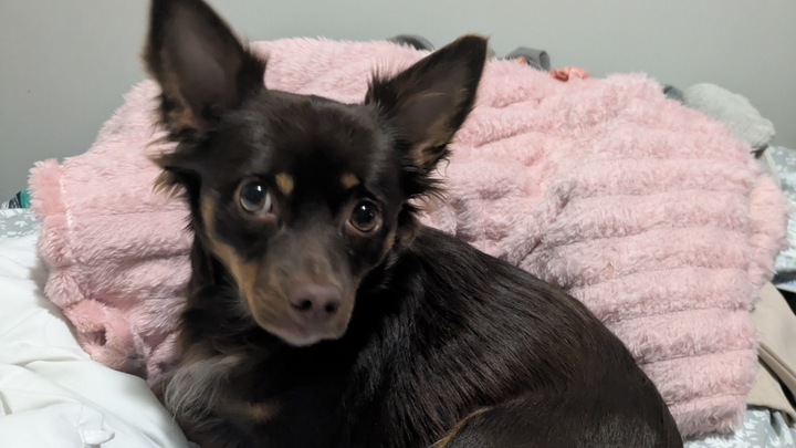 Help ranger after being hit by car. campaign photo, 1 of 4