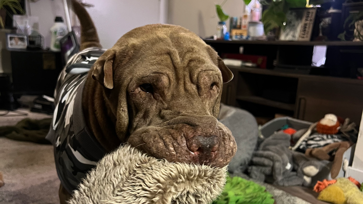Help Brutus Heal After Dog Bite Turned Bad campaign photo, 1 of 6