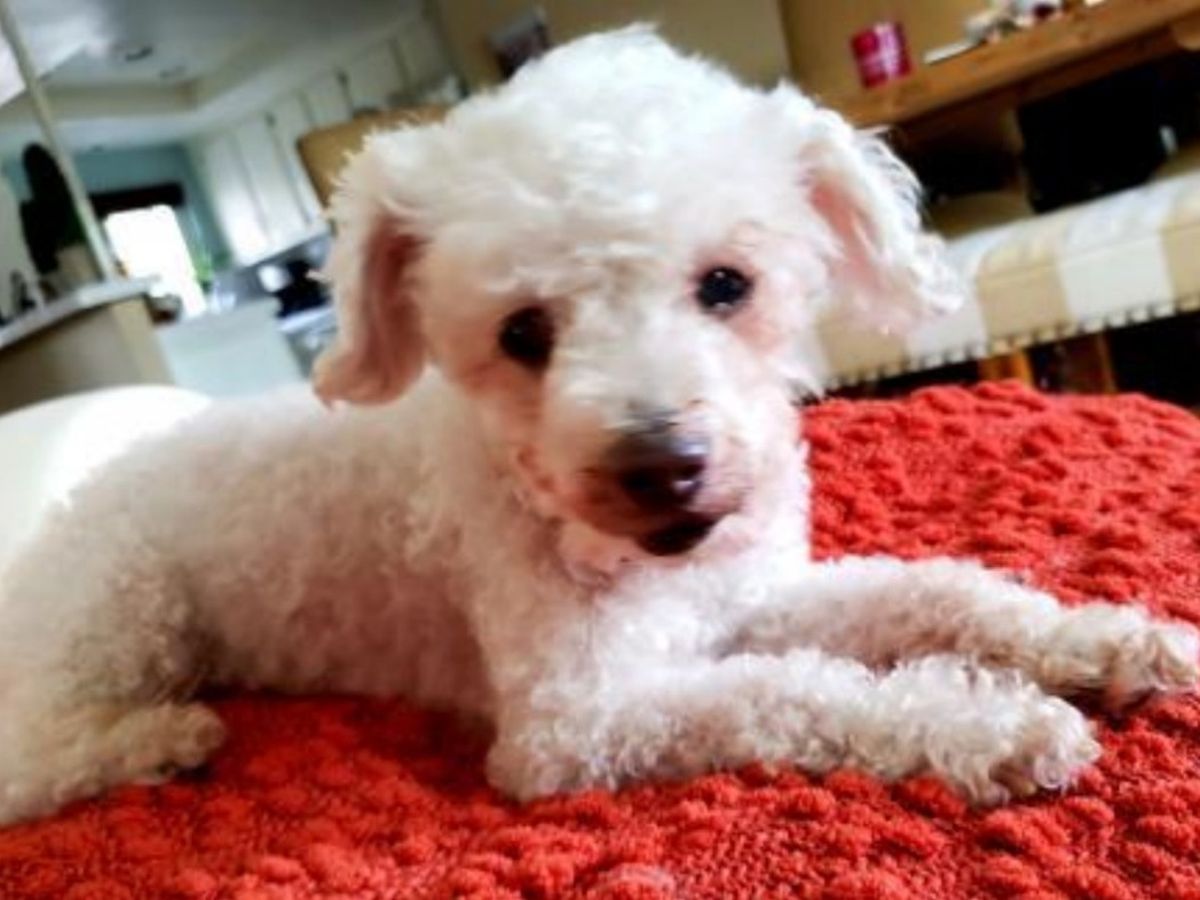 Bichon Rescue of Orange County