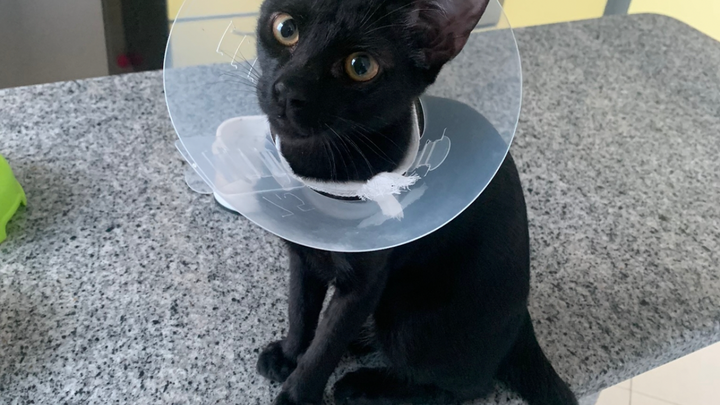 Turning Empty Spaces into Safe Havens for Rescue Cats campaign photo, 1 of 8