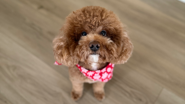 Prayers and Funds for Max’s Surgery campaign photo, 1 of 7