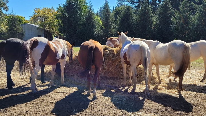 Donate for Our Horses' Hoof Health campaign photo, 1 of 4