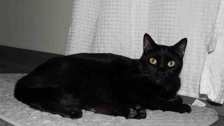 Support Zoro's Dental Health and Recovery from Feline Aids campaign photo, 1 of 7
