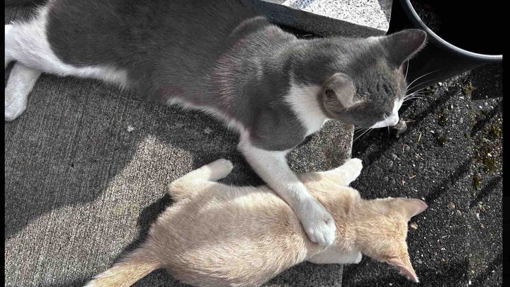 Fix Flops (Mr.Mama): Our Feral Hero needs Neutered campaign photo, 1 of 6