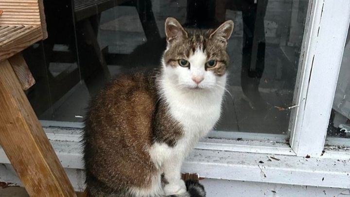 Dave The Cat campaign photo, 1 of 3