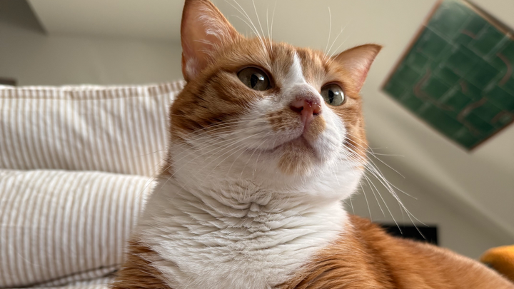 Hilfe für Bessy - FIP-Therapie für unsere 3-jährige Katze campaign photo, 1 of 4