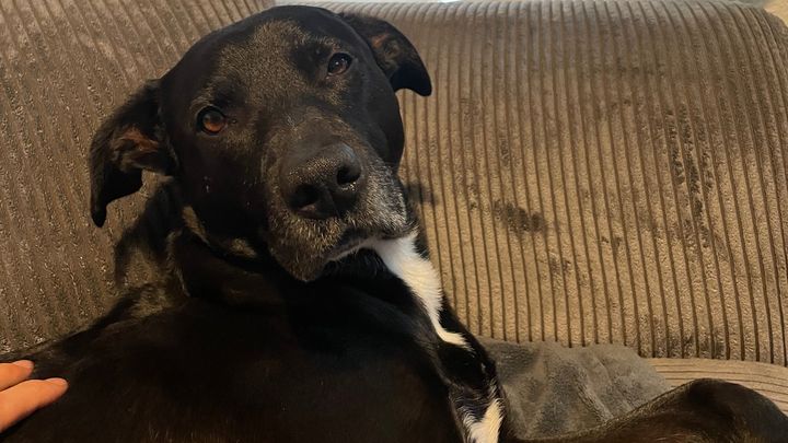Hilfe für Buddy - Help us save Buddy’s life campaign photo, 1 of 5