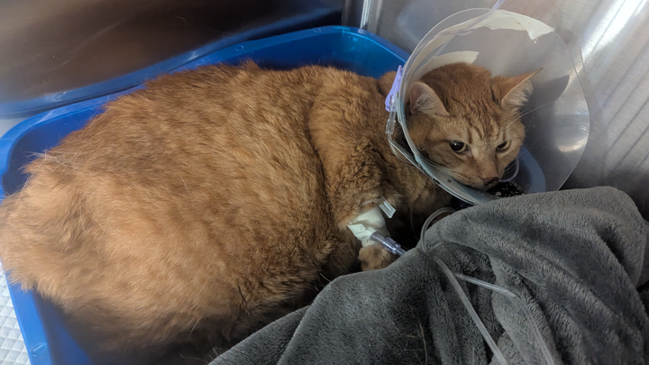 Urgent Surgery Needed for Kabocha's Health campaign photo, 1 of 8