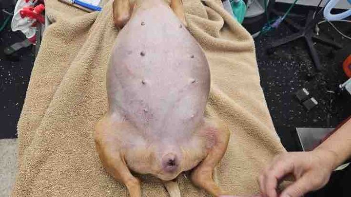 Help Rescue Abandoned, Injured & Neglected Animals campaign photo, 1 of 9
