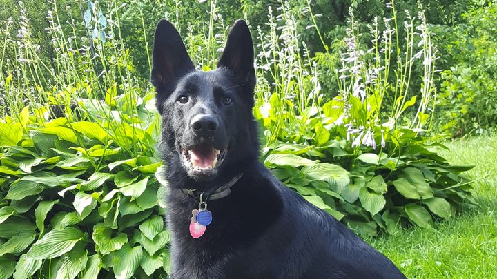 Support Odin’s Journey to Health campaign photo, 1 of 6