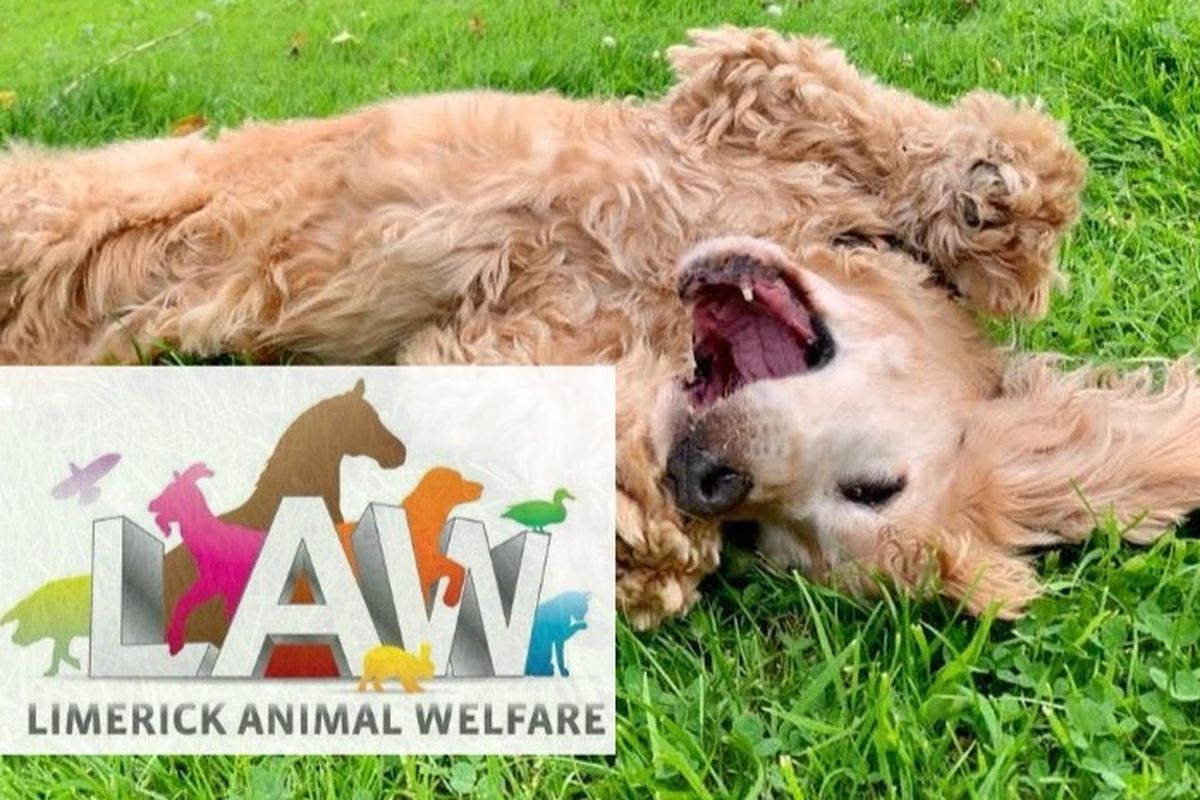 Fundraiser by Eimear McCartney : FunFotoFundraiser for Limerick Animal  Welfare