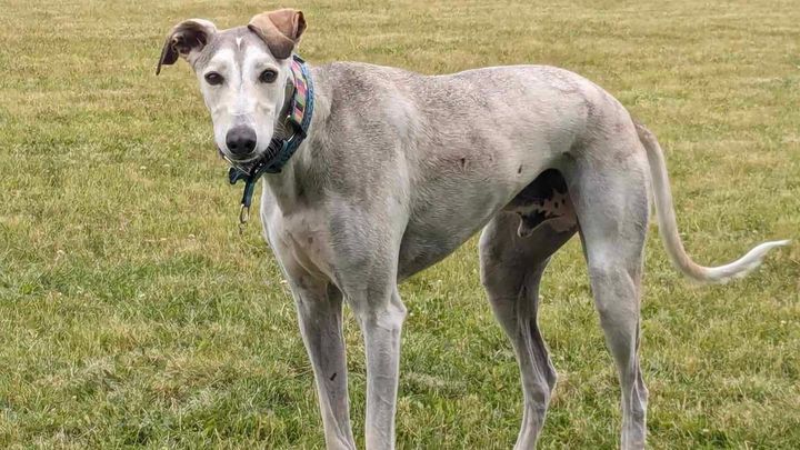 Lurcher and sighthound rescue fashion