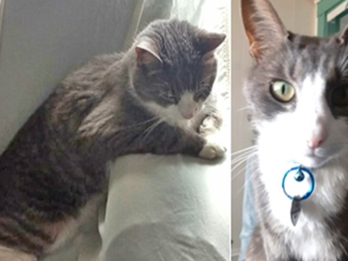 Urgent Help for Dilly's Cremation Costs campaign photo, 1 of 3