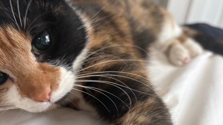 Help Coraline Recover from Lily Poisoning campaign photo, 1 of 2