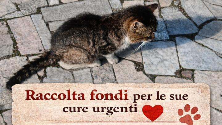 Guerriero lotta ancora: aiutiamolo a non arrendersi campaign photo, 1 of 4