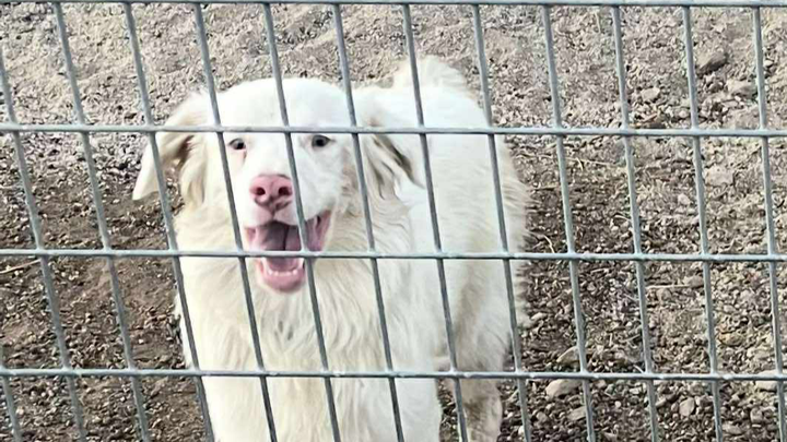 Help Bring Disabled Dog Jet Home to Canada campaign photo, 1 of 2