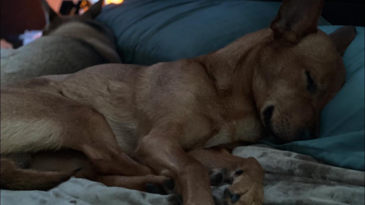 Donate to help cover the cost of cremation campaign photo, 1 of 3