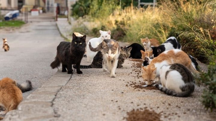 Help Oakdale Feral Cats campaign photo, 1 of 6