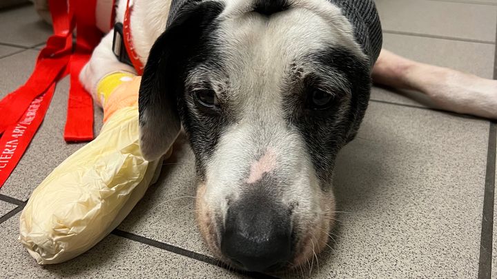 Bandits Surgery campaign photo, 1 of 3