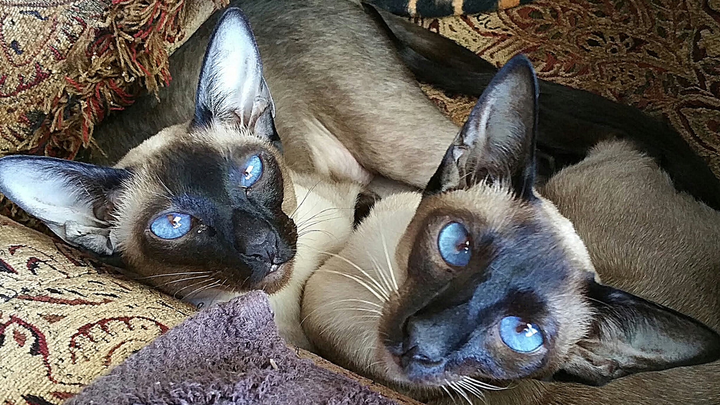 Help Karin, Asia & Mulan Through Their Emergency Surgeries campaign photo, 1 of 3