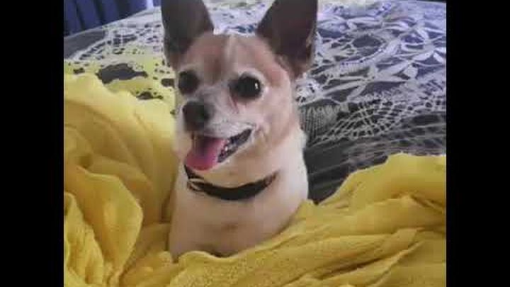 Rescue Dogs needing surgeries video thumbnail, 1 of 3