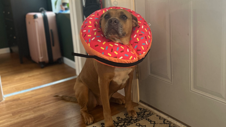 Donate for Olivia's Happy Tail Recovery campaign photo, 1 of 8