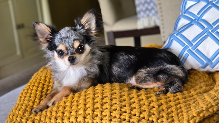 Help Ivy, Our Tiny Rescue Pup, Fight for Her Health campaign photo, 1 of 8
