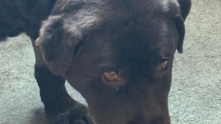 Help Rob & Harley with Vet Bills campaign photo, 1 of 4