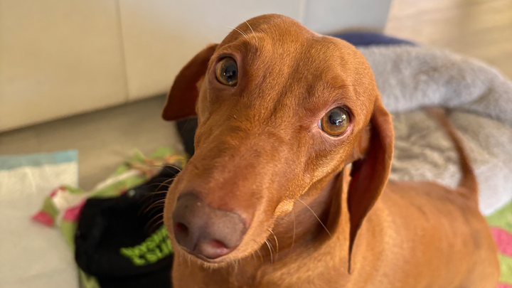 Honey’s IVDD surgery campaign photo, 1 of 8
