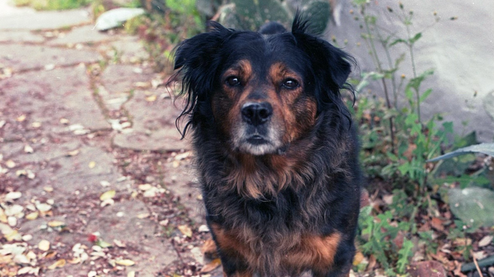 Cancer Treatment for Luna campaign photo, 1 of 2