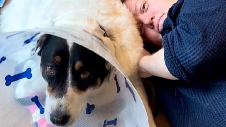 Vet costs for Eli campaign photo, 1 of 3