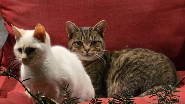 Help our Community and Support Spay or Neuter for Feral Cats campaign photo, 1 of 4