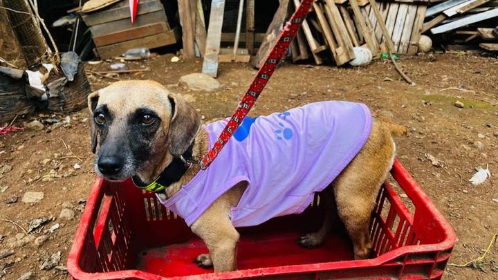 Urgent Care for Vulnerable Dogs & Cats in Atenas, Costa Rica campaign photo, 1 of 7
