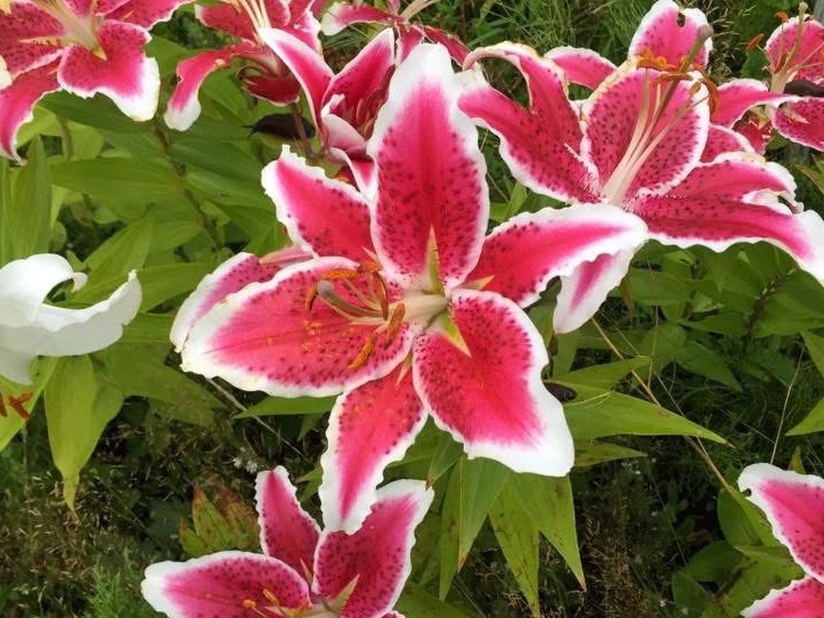 Fundraiser’s main image