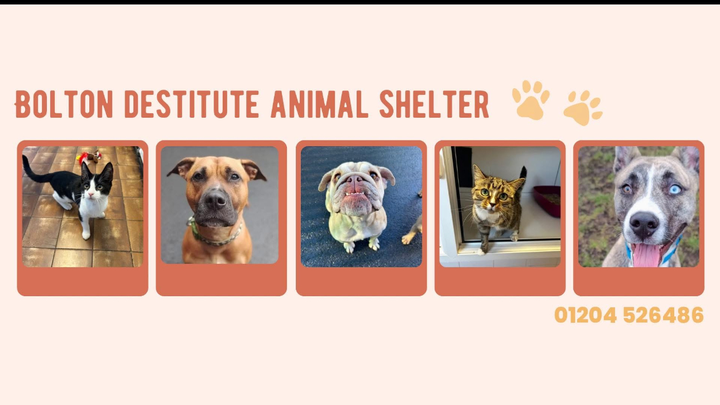 Raise Money for a Local Animal Shelter For Valerie campaign photo, 1 of 6