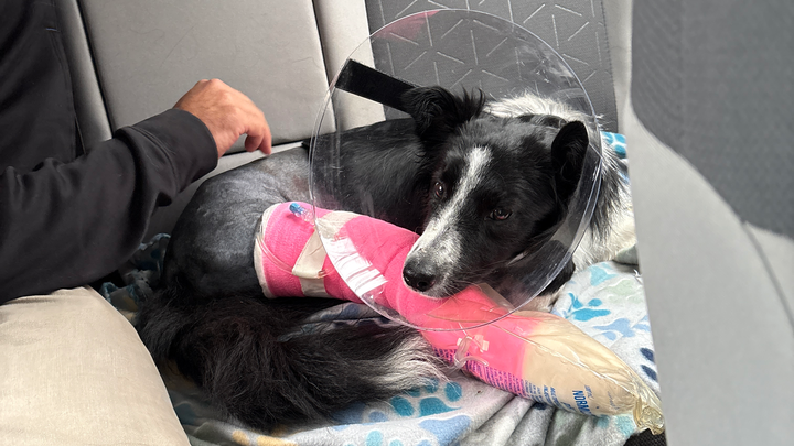 Donate to Save Domino's Leg and Bright Future campaign photo, 1 of 8