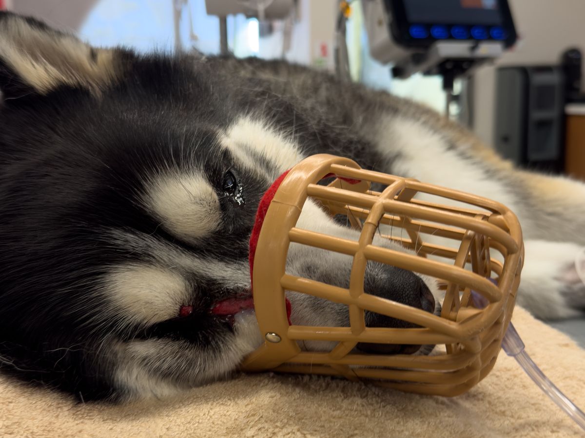 Fundraiser by Elijah Bundalian : Help My Dog Walk Again After Hit