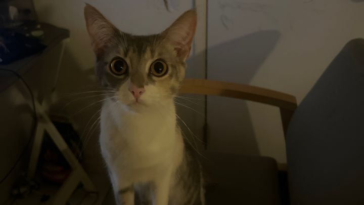 Emergency Surgery Needed to Save My Cat’s Life campaign photo, 1 of 3