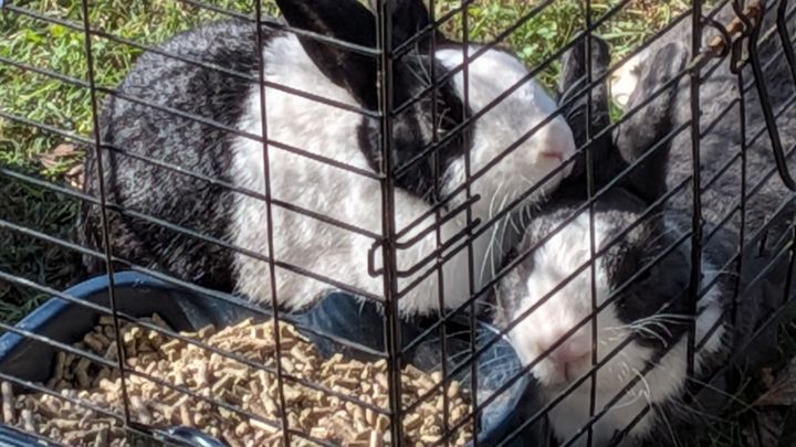 Help Millie Get Lifesaving Vet Care campaign photo, 1 of 7