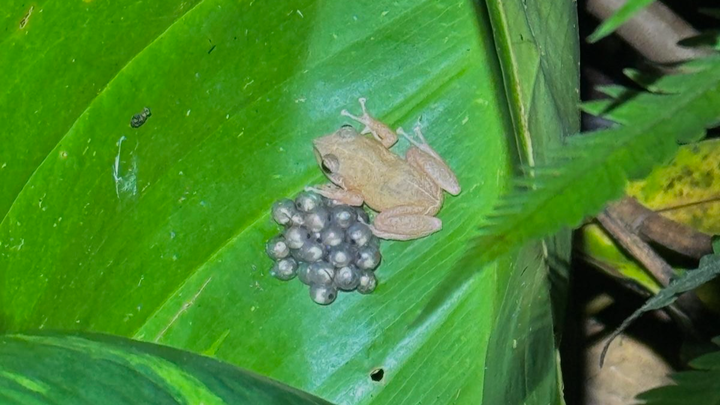 Help Pālolo Fight the Coqui Frog Invasion campaign photo, 1 of 3